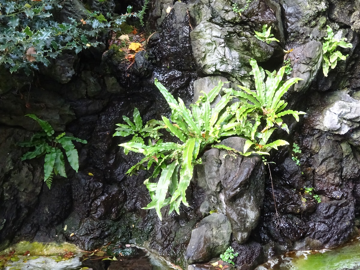 Asplenium scolopendrium (Aspleniaceae)